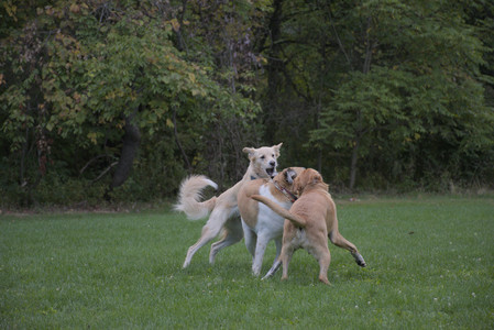 20250917_Dog Park__DSC0249_.jpg