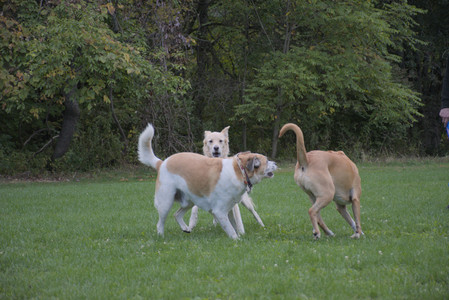 20250917_Dog Park__DSC0250_.jpg