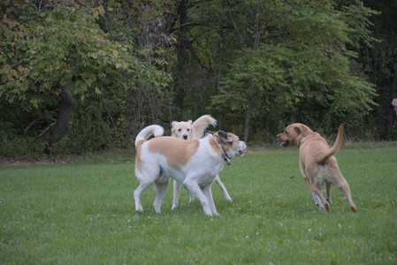 20250917_Dog Park__DSC0251_.jpg