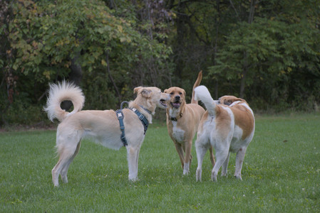 20250917_Dog Park__DSC0252_.jpg