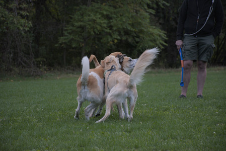 20250917_Dog Park__DSC0253_.jpg