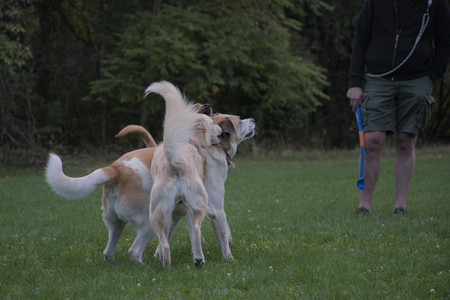20250917_Dog Park__DSC0254_.jpg