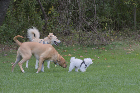20250917_Dog Park__DSC0256_.jpg
