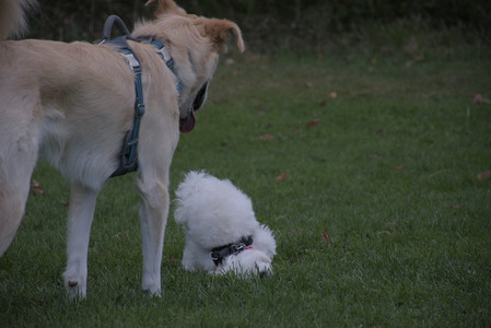 20250917_Dog Park__DSC0258_.jpg
