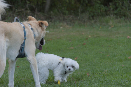 20250917_Dog Park__DSC0260_.jpg