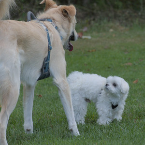 20250917_Dog Park__DSC0261_.jpg