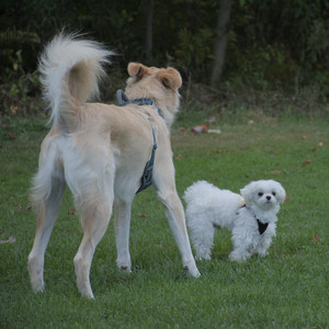 20250917_Dog Park__DSC0263_.jpg