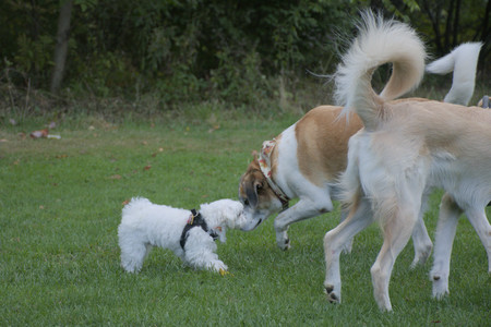 20250917_Dog Park__DSC0267_.jpg