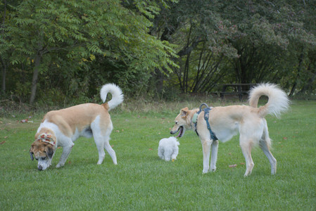 20250917_Dog Park__DSC0268_.jpg