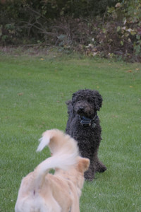 20250917_Dog Park__DSC0290_.jpg