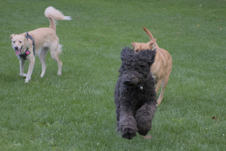 20250917_Dog Park__DSC0295_.jpg