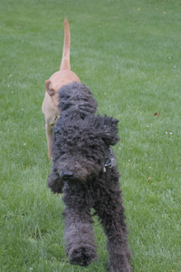 20250917_Dog Park__DSC0296_.jpg