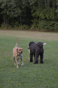 20250917_Dog Park__DSC0298_.jpg