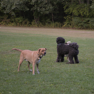 20250917_Dog Park__DSC0300_.jpg