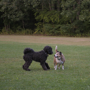20250917_Dog Park__DSC0301_.jpg