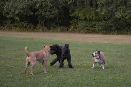20250917_Dog Park__DSC0304_.jpg