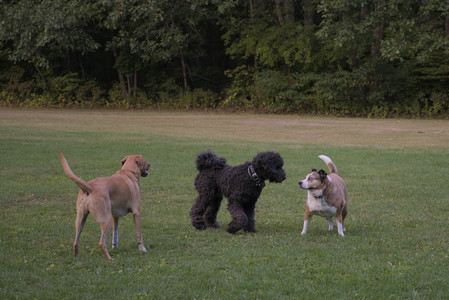 20250917_Dog Park__DSC0305_.jpg