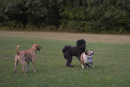 20250917_Dog Park__DSC0306_.jpg