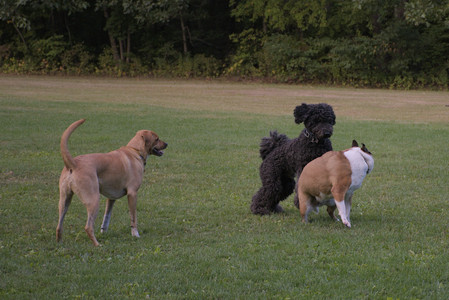 20250917_Dog Park__DSC0307_.jpg
