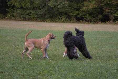 20250917_Dog Park__DSC0308_.jpg