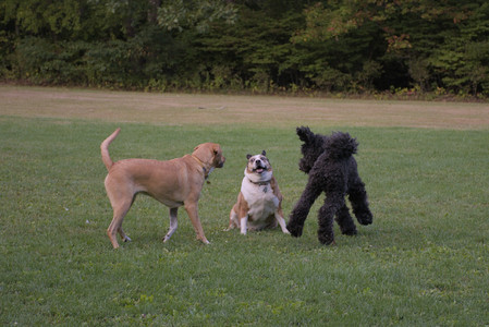 20250917_Dog Park__DSC0309_.jpg
