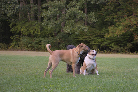 20250917_Dog Park__DSC0311_.jpg