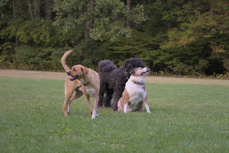 20250917_Dog Park__DSC0312_.jpg