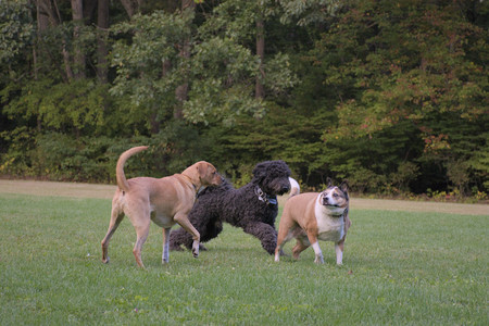 20250917_Dog Park__DSC0313_.jpg