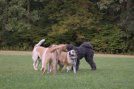 20250917_Dog Park__DSC0315_.jpg