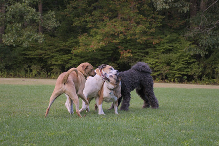 20250917_Dog Park__DSC0316_.jpg