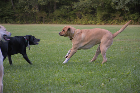 20250917_Dog Park__DSC0318_.jpg