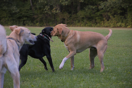 20250917_Dog Park__DSC0319_.jpg