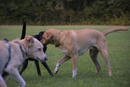 20250917_Dog Park__DSC0320_.jpg