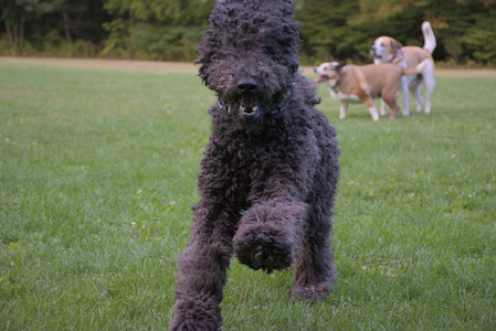 20250917_Dog Park__DSC0322_.jpg