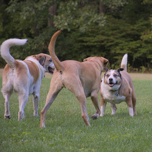 20250917_Dog Park__DSC0323_.jpg
