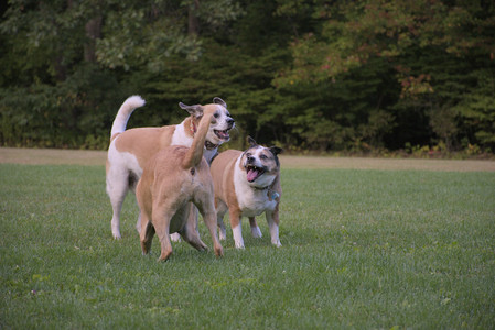 20250917_Dog Park__DSC0324_.jpg