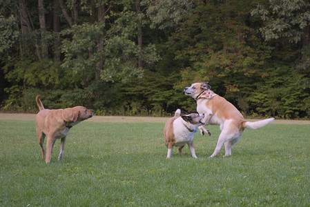 20250917_Dog Park__DSC0327_.jpg