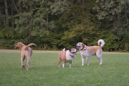 20250917_Dog Park__DSC0329_.jpg