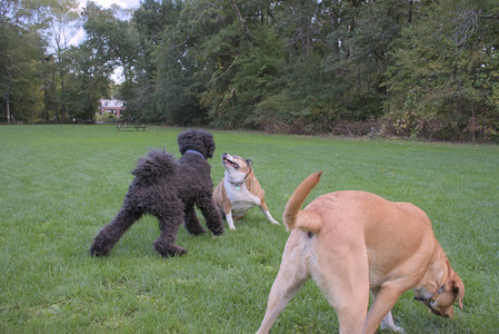 20250917_Dog Park__DSC0333_.jpg