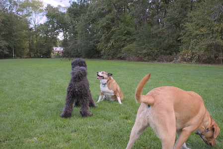 20250917_Dog Park__DSC0334_.jpg