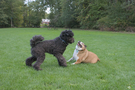 20250917_Dog Park__DSC0337_.jpg