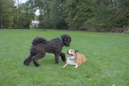 20250917_Dog Park__DSC0338_.jpg