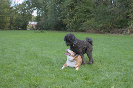 20250917_Dog Park__DSC0340_.jpg
