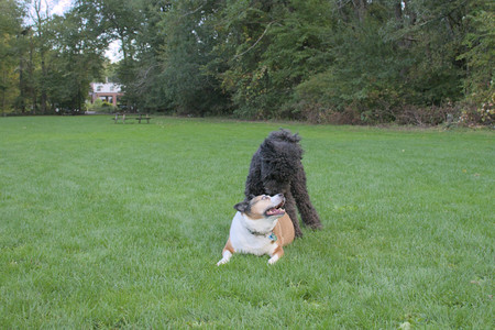 20250917_Dog Park__DSC0342_.jpg