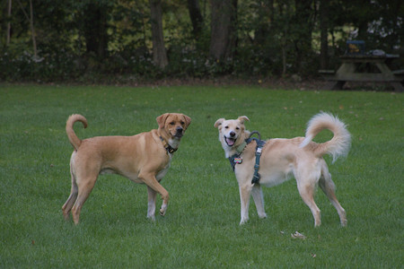 20250917_Dog Park__DSC0345_.jpg