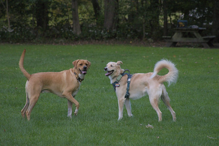 20250917_Dog Park__DSC0347_.jpg