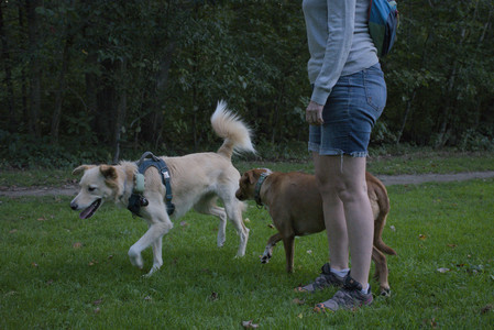 20250917_Dog Park__DSC0355_.jpg