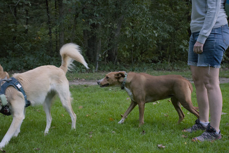 20250917_Dog Park__DSC0356_.jpg