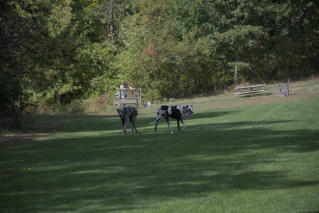 20250921_Thisbe and Dog Park__DSC0036_.jpg