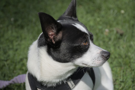 20250921_Thisbe and Dog Park__DSC0041_.jpg